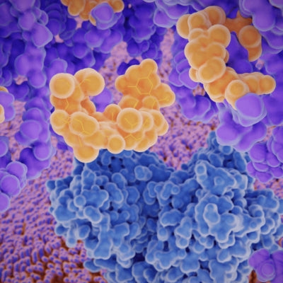 Fungal Protease + Bromelain + Papain2500 HUT + 90 GDU + 2670 TU